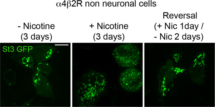 Figure 1—figure supplement 1.