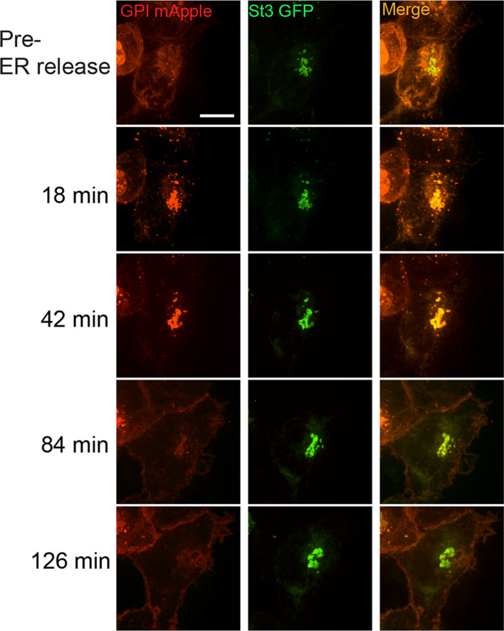 Figure 3—figure supplement 1.