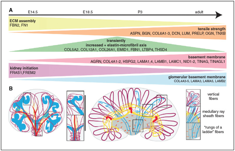 graphic file with name ASN.2021050662f1.jpg