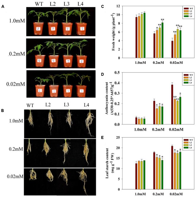 FIGURE 2