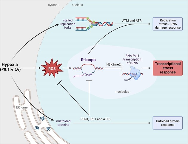 Graphical Abstract