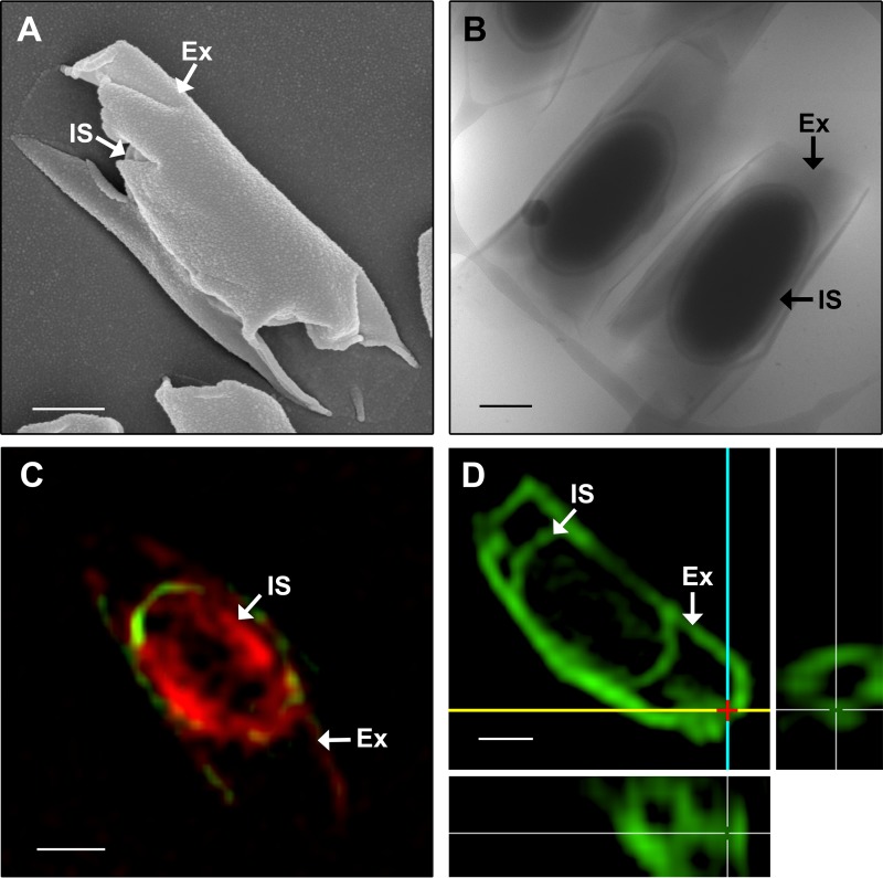 FIG 4 