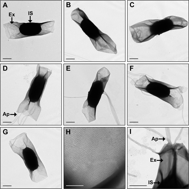 FIG 1 