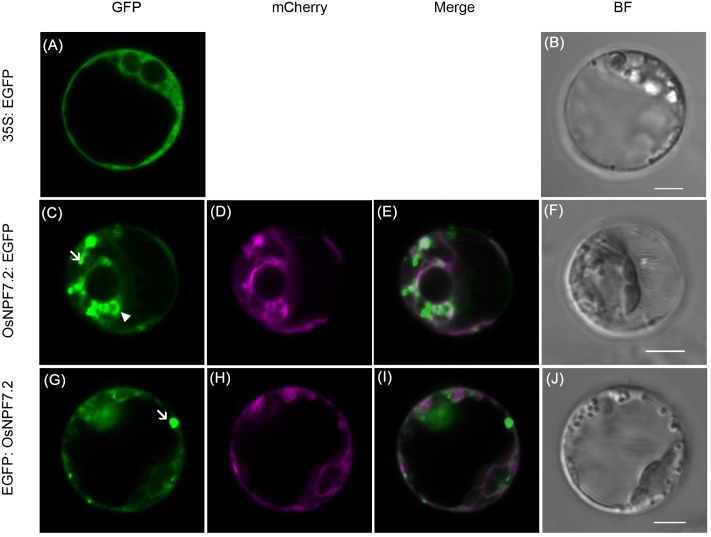 FIGURE 3