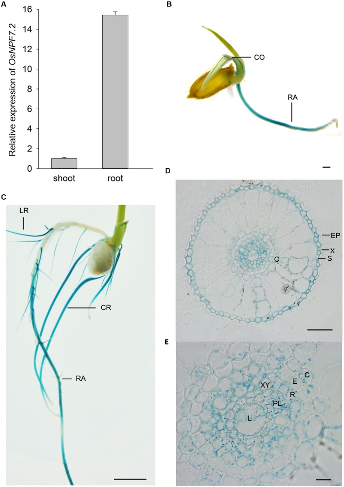 FIGURE 1