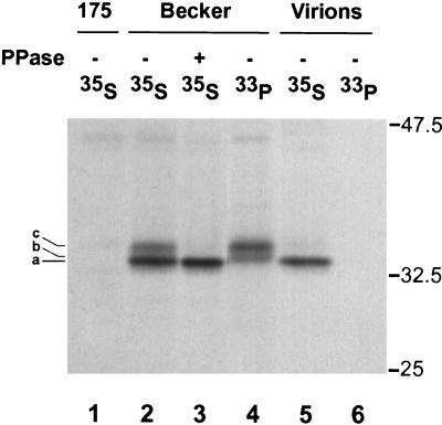 FIG. 5.