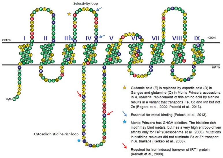 FIGURE 1