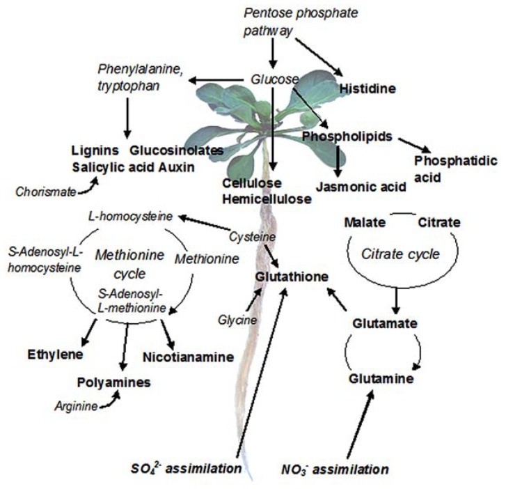 FIGURE 2