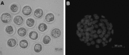 <b>FIG. 3.</b>