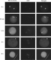 <b>FIG. 4.</b>