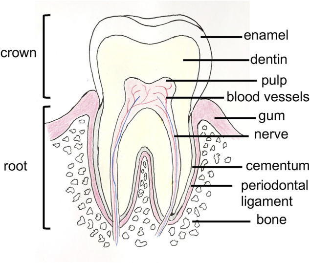 FIGURE 1