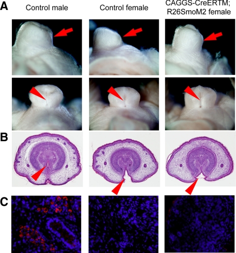 Fig. 6.