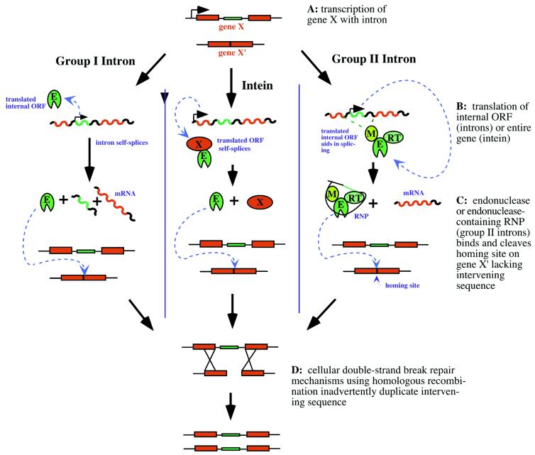 Homing endonucleases: structural and functional insight into the ...