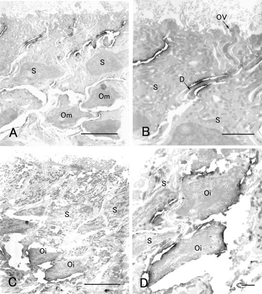 Fig. 6