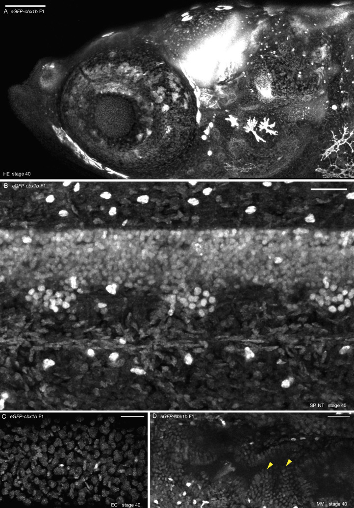 Figure 2—figure supplement 1.