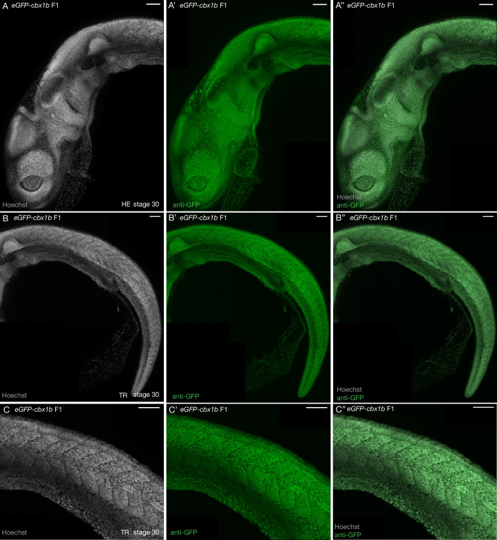 Figure 2—figure supplement 2.