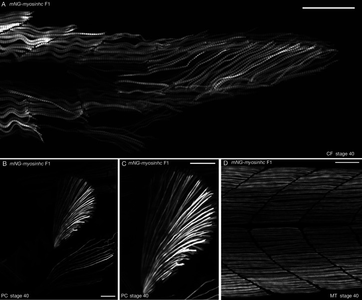 Figure 2—figure supplement 4.