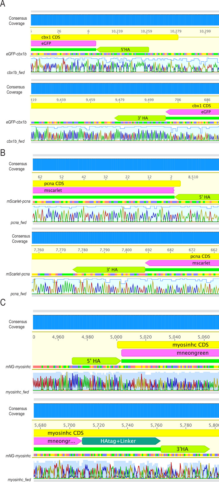 Figure 1—figure supplement 3.