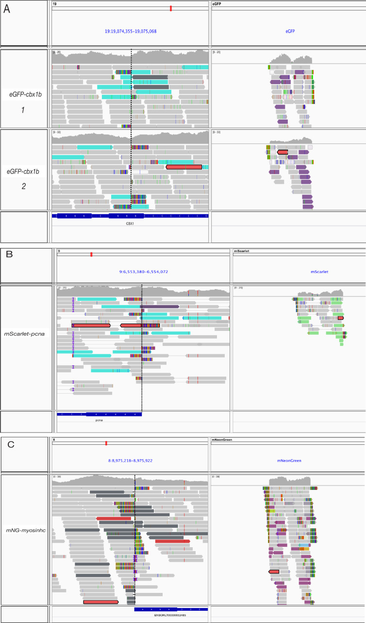 Figure 1—figure supplement 2.