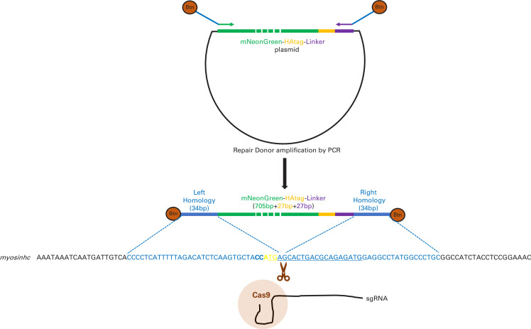 Figure 1—figure supplement 1.