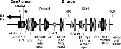 FIG. 1.