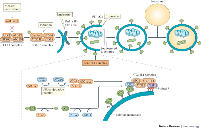 Box 1: Autophagosome biogenesis and autophagy-related proteins