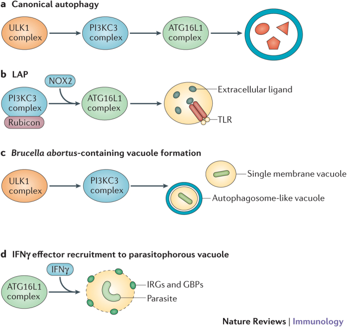 Box 2: Non-canonical autophagy and immunity