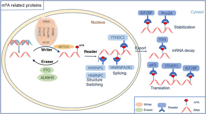 FIGURE 1