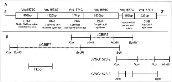 FIG. 2.