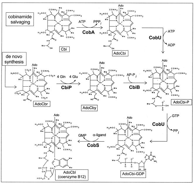 FIG. 1.