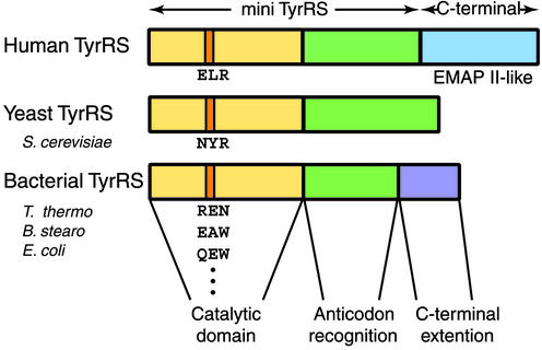 Fig 1.