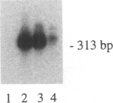 Fig. 11