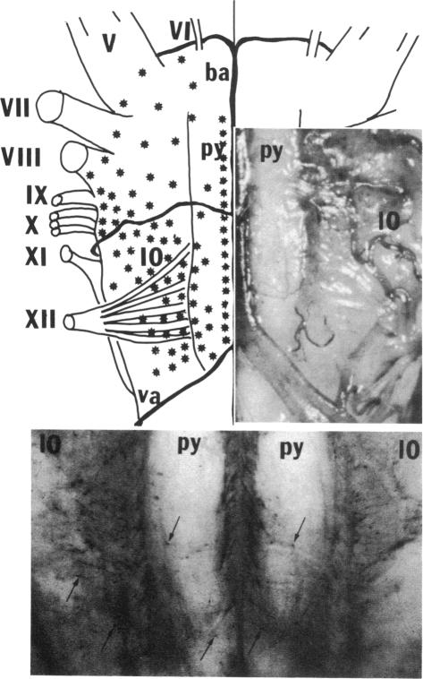 graphic file with name pnas00361-0304-b.jpg