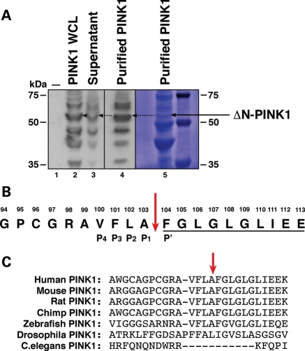 Figure 1.