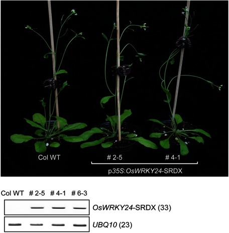 Figure 5. Transgenic Arabidopsis plants overexpressing a chimeric repressor of OsWRKY24 (OsWRKY24-SRDX). The OsWRKY24-SRDX DNA fragment for an entry clone was amplified by PCR using the following primers, 5′GGG GAC AAG TTT GTA CAA AAA AGC AGG CTT CAT GAC AAC CTC GTC GTC3′ and 5′GGG GAC CAC TTT GTA CAA GAA AGC TGG GTG CTA TGC GAA TCC TAG TTC CAG TTC GAG ATC CAG GTC TAG GTA GAG CGA GTT CTG3′. Transgenic plants containing p35S:OsWRKY24-SRDX construct with high expression level of the transgene exhibit an indistinguishable phenotype to WT.