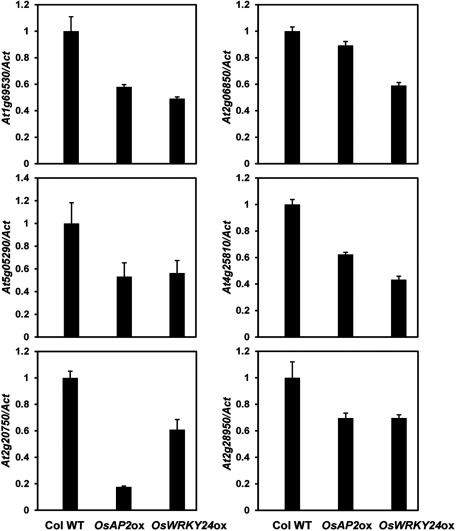 Figure 3. Expression of genes encoding cell-wall loosening proteins in Arabidopsis. Expression level of AtEXPA1 (At1g69530), AtEXPA2 (At5g05290), AtEXPA6 (At2g28950), AtEXPB1 (At2g20750), AtXTH4 (At2g06850) and AtXTH23 (At4g25810) was investigated in 2-week-old seedlings of wild-type Columbia, p35S:OsAP2 and p35S:OsWRKY24 plants. qPCR was performed on a CFX96TM real-time system (Bio-Rad) using Maxima SYBR Green qPCR Master Mix (Thermo). The primers used for quantification are listed in Supplementary Table S1. Actin (Act) was used as a standard for quantification of gene expression. Data are represented as mean±SD of three biological replicates.