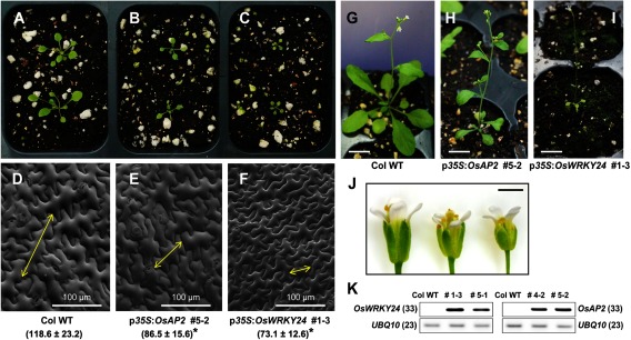 Figure 2. Transgenic Arabidopsis plants overexpressing OsAP2 and OsWRKY24. Twenty-four-day-old seedlings of wild-type Columbia (A, D), p35S:OsAP2 (B, E) and p35S:OsWRKY24 (C, F) plants. Epidermal cells of the first leaves from each plant are shown in D, E and F. Yellow opposing arrows on D, E and F indicate the length of a representative epidermal cell from each genotype. The cell length of each genotype is shown as mean±SD (µm, n≥15). Student’s t-test was used for statistical analysis (*p<0.05). The cell length was measured with ImageJ software (https://imagej.nih.gov/ij/). At the flowering stage, the tiny body size of transgenic Arabidopsis plants (H, I) can be observed compared to wild-type plant (G). Bar=1 cm (G–I). (J) Flower size is also reduced in transgenic plants for p35S:OsAP2 (middle) and p35S:OsWRKY24 (right) compared to that of wild-type plants (left). Bar=1 mm. (K) Expression of transgenes, OsAP2 and OsWRKY24 in transgenic plants. The numbers of cycles used in the RT-PCR are in parenthesis.