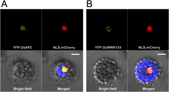 Figure 4. Subcellular localization of OsAP2 and OsWRKY24 in Arabidopsis mesophyll cells. (A) YFP:OsAP2 and nuclear localization signal (NLS):mCherry were co-transformed into Arabidopsis protoplasts. YFP signals from YFP:OsAP2 are exclusively localized in the nucleus. (B) YFP:OsWRKY24 and NLS:mCherry were co-transformed into Arabidopsis protoplasts. YFP signals from YFP:OsWRKY24 form nuclear speckles. Red florescence is from a nuclear marker, NLS:mCherry (Lee et al. 2012). Isolation and transfection of Arabidopsis protoplasts followed, as described by Wu et al. (2009). Bar=10 µm.