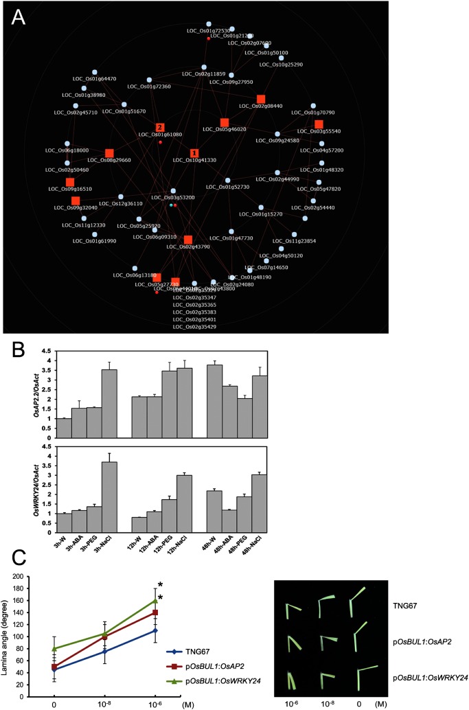 Figure 1. Expression patterns with functional convergence of OsAP2 and OsWRKY24 in rice. (A) In the RiceFREND database, OsAP2 (Os10g41330) marked as 1 is presented to be co-expressed with OsWRKY24 (Os01g61080) marked as 2. The red and blue circles represent plant-pathogen interaction and the phosphatidylinositol signaling system, respectively (in KEGG pathway). (B) Expression of OsAP2 and OsWRKY24 under different abiotic stress conditions. Rice seedlings were germinated and incubated on 1/2 MS media for 10 days and transferred to test tubes containing water (mock), ABA (60 µM; Sigma-A4906), PEG6000 (15%; Alfa Aesar-A17541) and NaCl (150 mM; Amresco-0241) solution, respectively. The plants were grown for 2 days under 12 h-light photoperiod at a constant temperature of 28°C, and each sample was harvested at 3 h, 12 h and 48 h time points. Actin (Act) was used as standard for quantification of gene expression. Data are represented as mean±SD of three biological replicates. W, water control; ABA, Abscisic acid 60 µM; PEG, Polyethylene glycol 6000 15%; NaCl, NaCl 150 mM. (C) Lamina inclination assay (Li et al. 2017) with exogenous brassinolide treatment (10−8 and 10−6 M; Sigma-E1641). Leaves of transgenic rice plants expressing OsAP2 and OsWRKY24 under the control of OsBUL1 promoter (Jang and Li 2017) were used together with those of WT control, TNG67. Values represent mean±SD (n≥15). Data that is significantly different from the corresponding control is indicated (*p<0.05; students’ t-test).