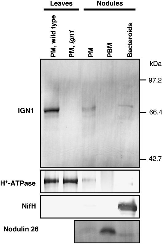 Figure 9.