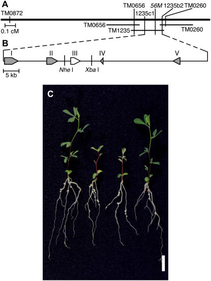 Figure 5.