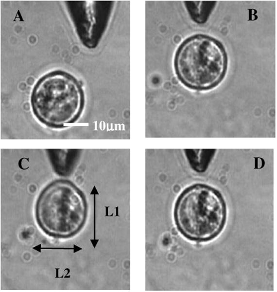 Fig. 6