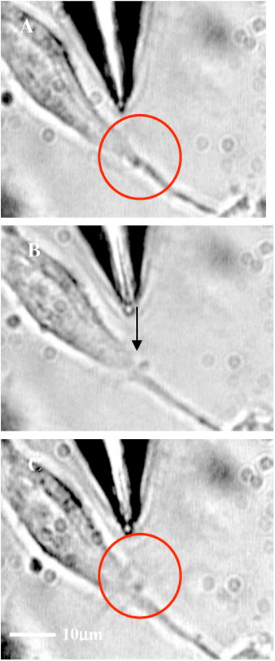 Fig. 5