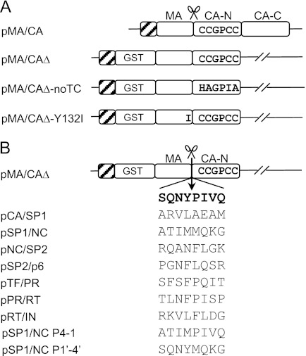 FIGURE 1.