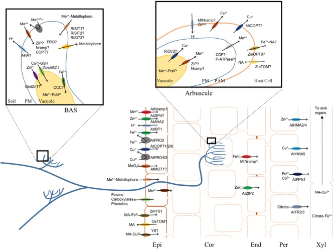 FIGURE 2