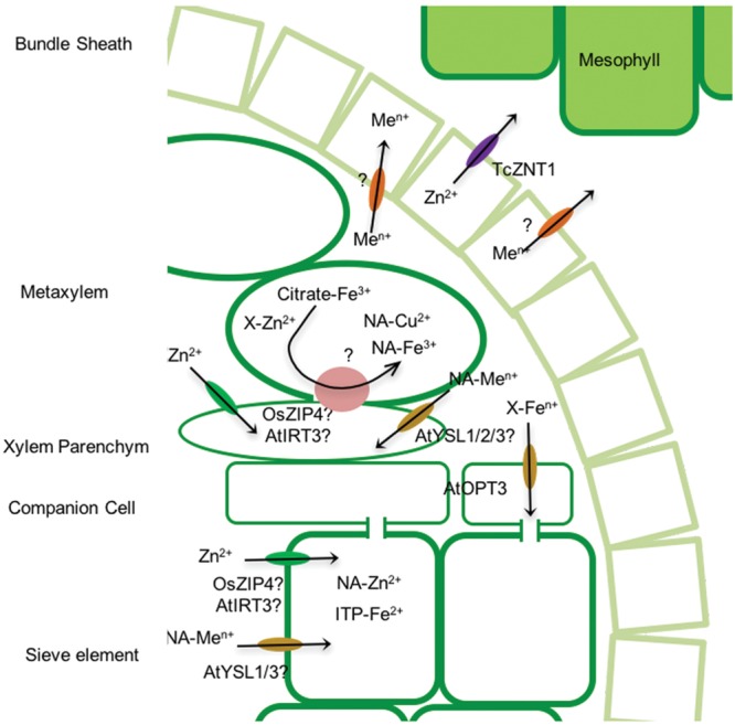 FIGURE 3