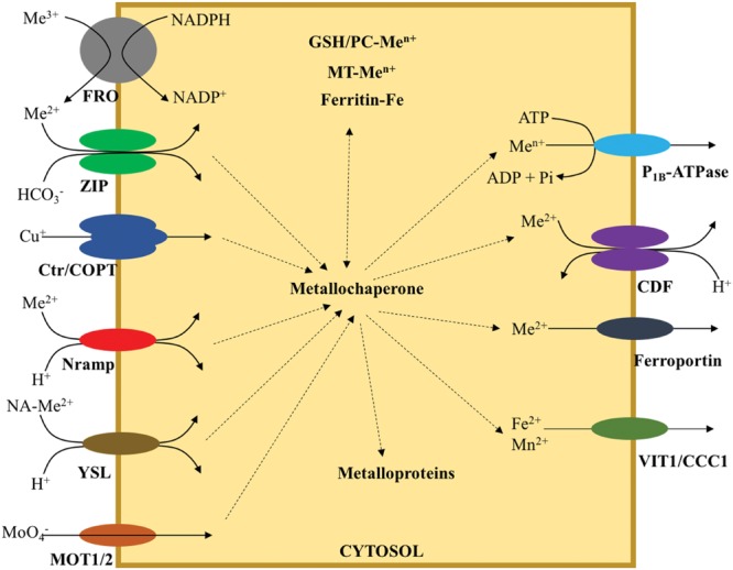 FIGURE 1