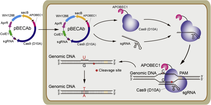 Figure 4