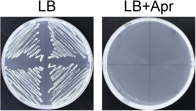 Figure 5