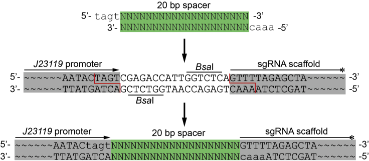 Figure 1